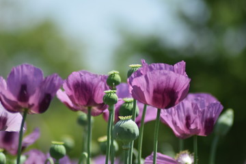 Opium poppy flowers in garden on sunny day