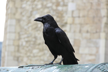 Crow