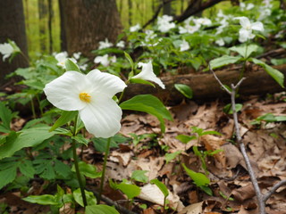 Field of White Trilliums