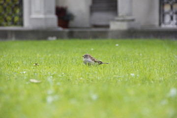Tweet