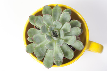 the Echeveria Frank Reinelt in yellow mug
