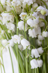 Convallaria majalis, LILY OF THE VALLEY on the white background