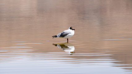 Seagull live at Pangong Lake Leh