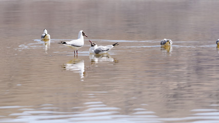 Seagull live at Pangong Lake Leh