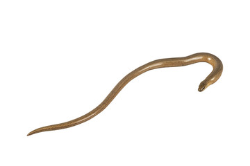 Slow worm (Anguis fragilis) on a white background
