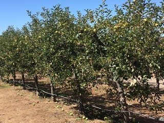 Fototapeta na wymiar Rows of Apple Trees Ripe for Picking