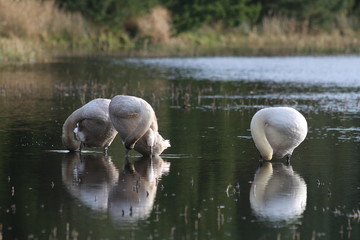 Swan Lake