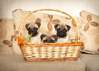 Three cute little puppies pug sitting in the basket and looking at the camera