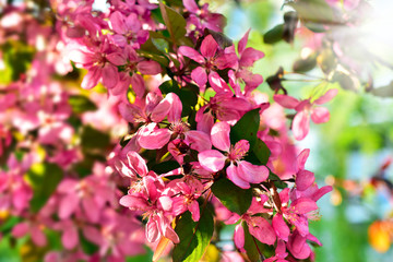spring blossoms background