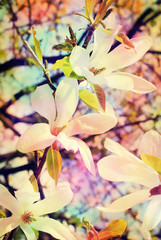 magnolia art background