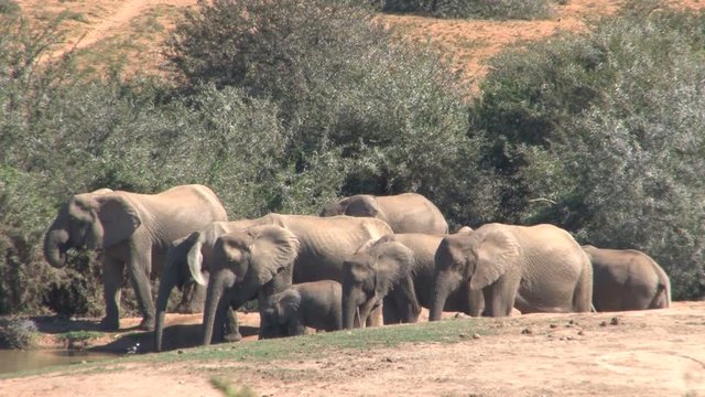 Group elephants at a waterpool