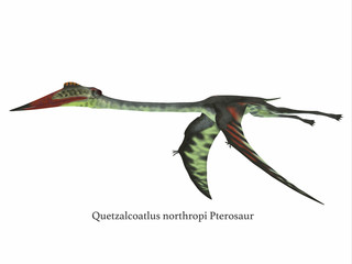 Quetzalcoatlus Wings Down - Quetzalcoatlus was a carnivorous pterosaur reptile that lived in the Cretaceous Period of North America. © Catmando