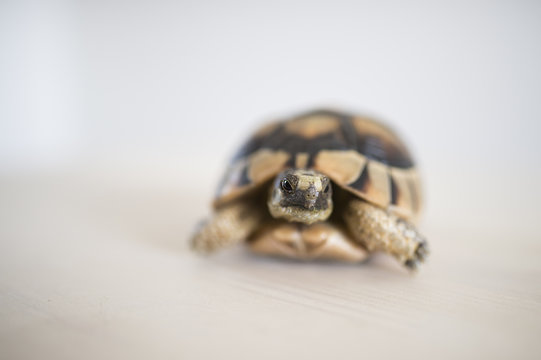 A rare and small sea turtle on a white background