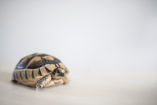 A rare and small sea turtle on a white background