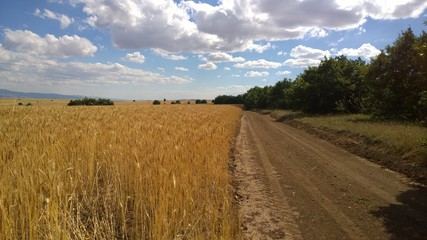 Obraz premium Wheat field, road and forest