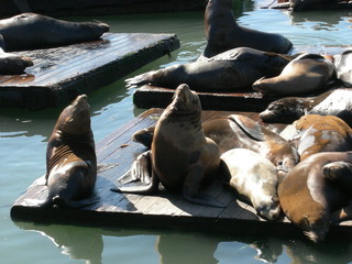 Fototapeta premium sea lions