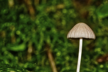 Small mushroom with blurred background