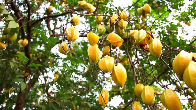 Caramboles on a tree ripe ready to eat. This fruit is high in vitamin C, good for health. Crane Shot nature Background Health Concept .