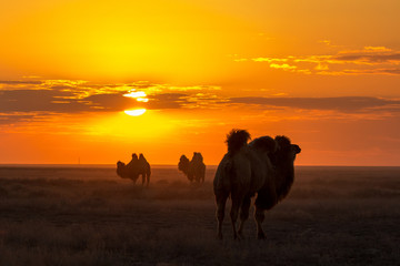 Fototapeta na wymiar Silhouettes of camels against the background of a sunset in the desert