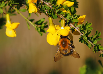 Bumblebee collecting nectar from the yellow flowers on the garden