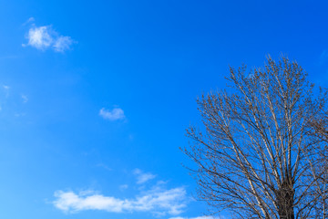 Poplar with swelling buds on branches against a piercing blue sky
