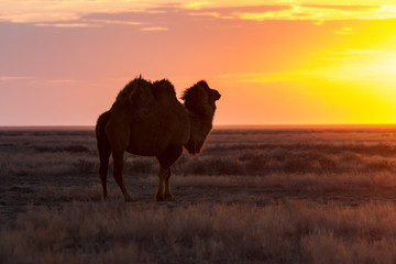 Silhouette of camel against the background of a sunset in the desert