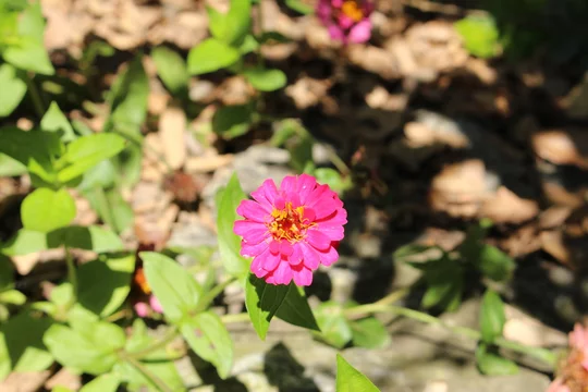 Colorful Elegant Zinnia Flower Or Youth And Age Common Zinnia In St Gallen Switzerland Its Latin Name Is Zinnia Elegans Native To Mexico Buy This Stock Photo And Explore Similar Images At Adobe Colorful Elegant Zinnia Flower Or Youth And Age Common Zinnia In St Gallen Switzerland Its Latin Name Is Zinnia Elegans Native To Mexico Buy This Stock Photo And Explore Similar Images At Adobe