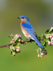 Male Eastern Bluebird Perched on Blossoming Branch 