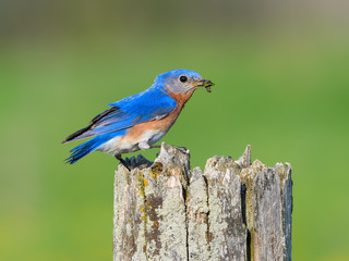 Male Eastern Bluebird with Grub Perched on Post 