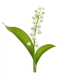 Crédence de cuisine en verre imprimé Muguet Lily of the valley flower