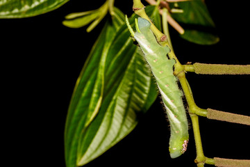 Five-spotted Hawk Moth Larva also known as Tomato Hornworm