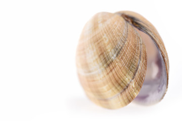 Sea mollusk isolated on white