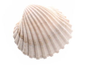 clam mollusk shell isolated on white