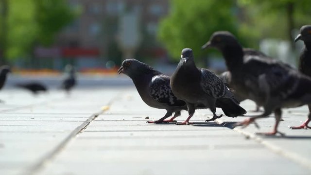 street pigeons eat the bread crumbs in the park.
