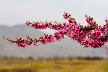 Blossoming peach trees in the fruit garden, Montenegro