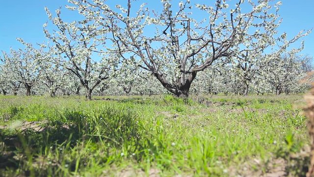 Beautiful blossoming cherry-tree garden