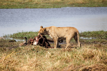 Lion - Okavango Delta - Moremi N.P.