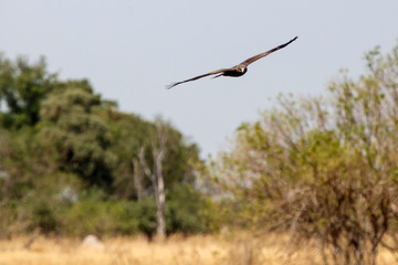 Lion - Okavango Delta - Moremi N.P.