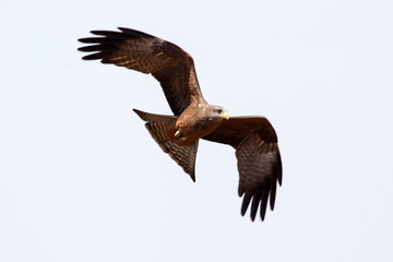 Okavango Delta - Moremi N.P.
