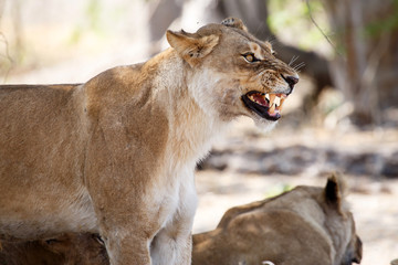 Lion Jaws - Okavango Delta - Moremi N.P.