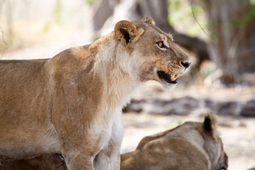 Fototapeta na wymiar Lion Jaws - Okavango Delta - Moremi N.P.