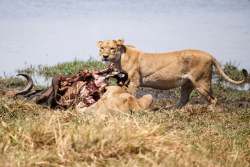 Lion - Okavango Delta - Moremi N.P.
