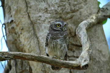 Spotted owl 