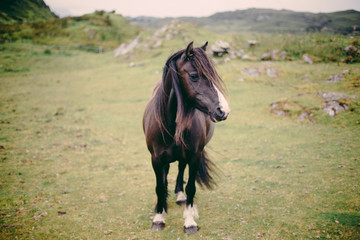 Horse in Scotland Countryside