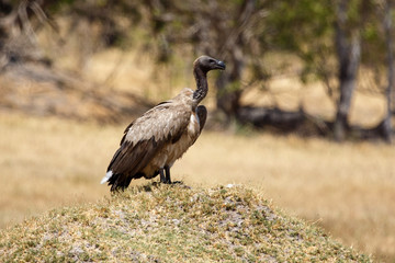 Vulture - Okavango Delta - Moremi N.P.