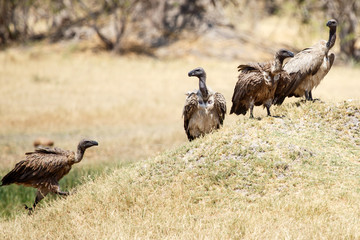 Vulture - Okavango Delta - Moremi N.P.