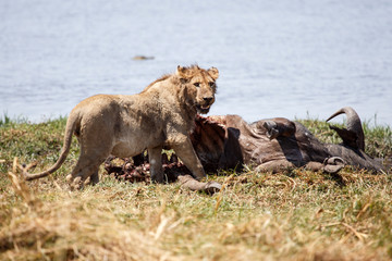 Male Lion - Okavango Delta - Moremi N.P.