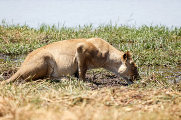 Fototapeta premium Lion - Okavango Delta - Moremi N.P.
