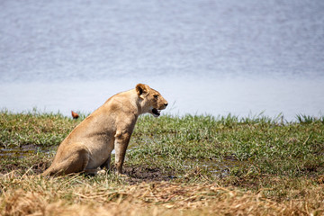 Plakat Lion - Okavango Delta - Moremi N.P.