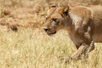 Lion - Okavango Delta - Moremi N.P.